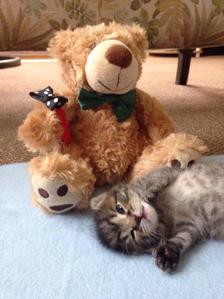 Kitten teddy