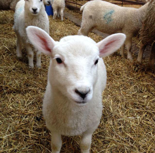 Lamb wi sheep
