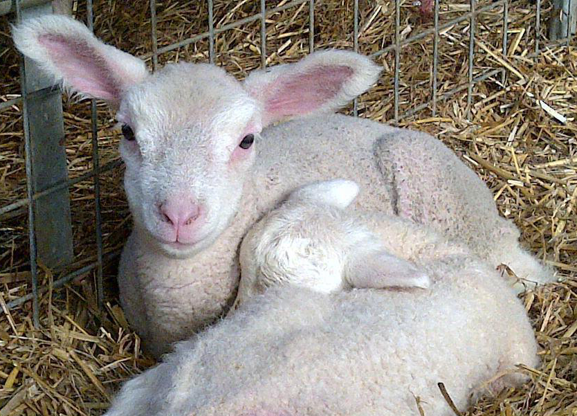Lamb wi twin
